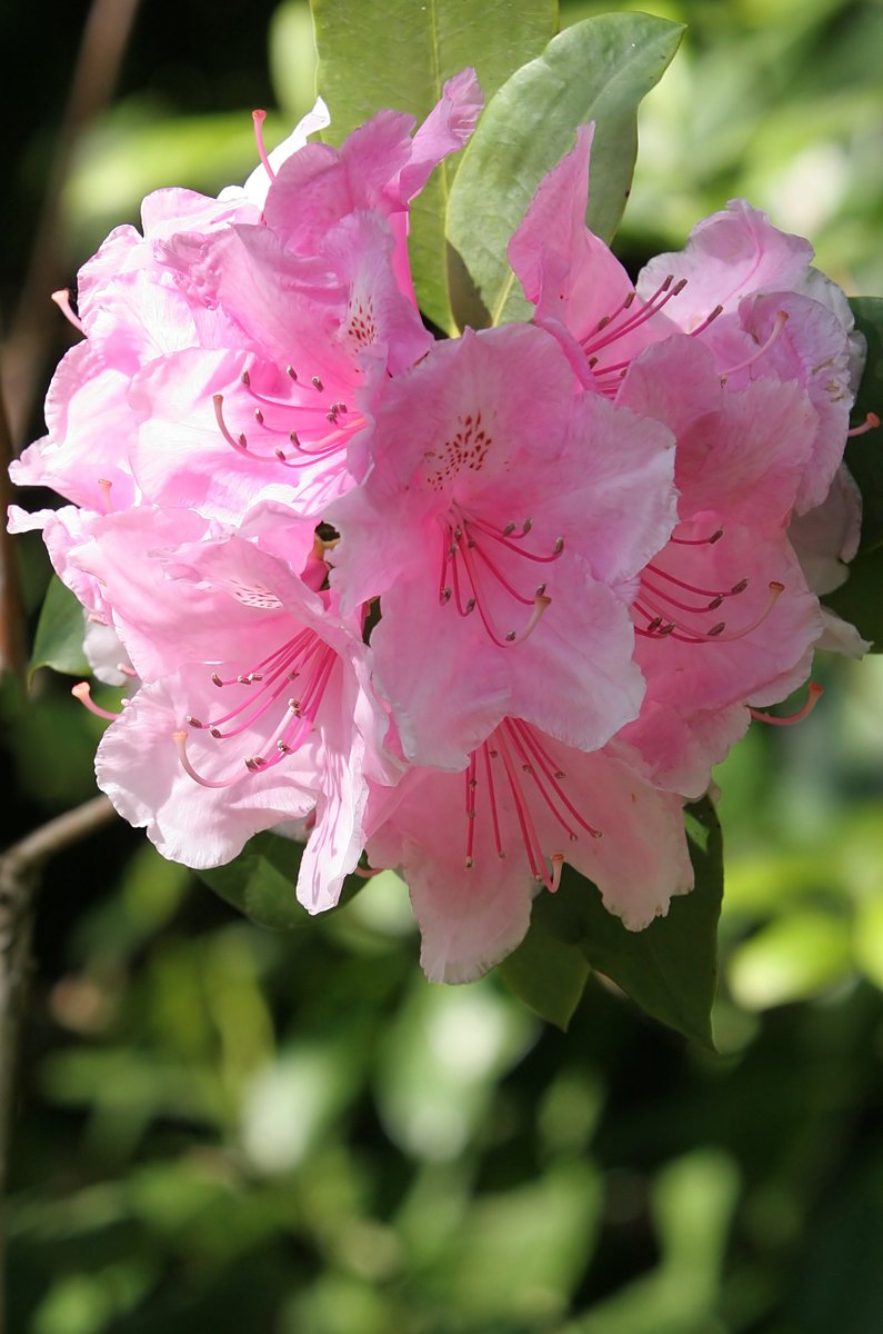 a cluster of pink flowers with green leaves