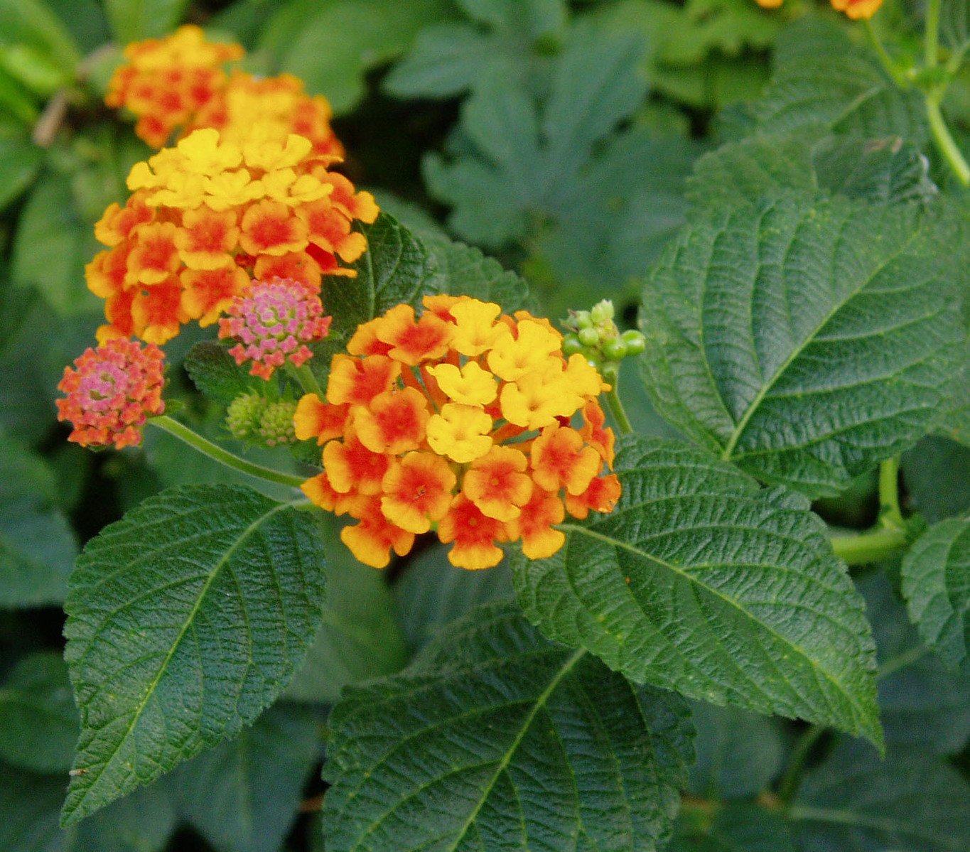 this image is a close up picture of flowers