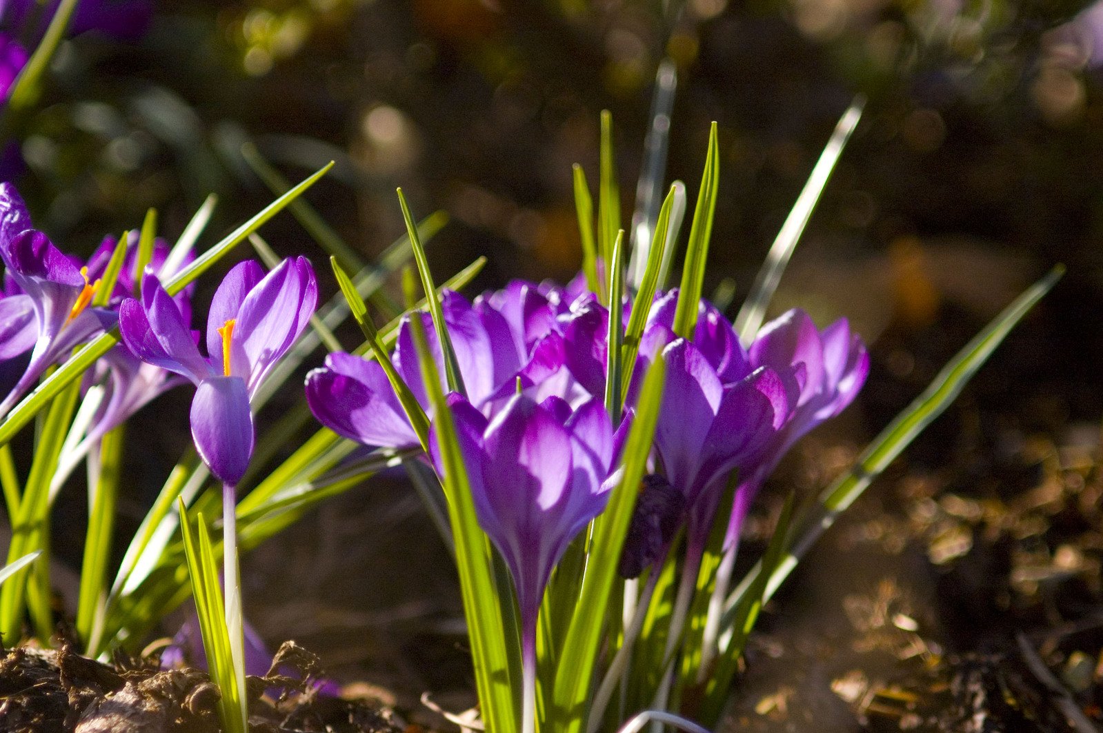 some purple flowers in the dirt and grass