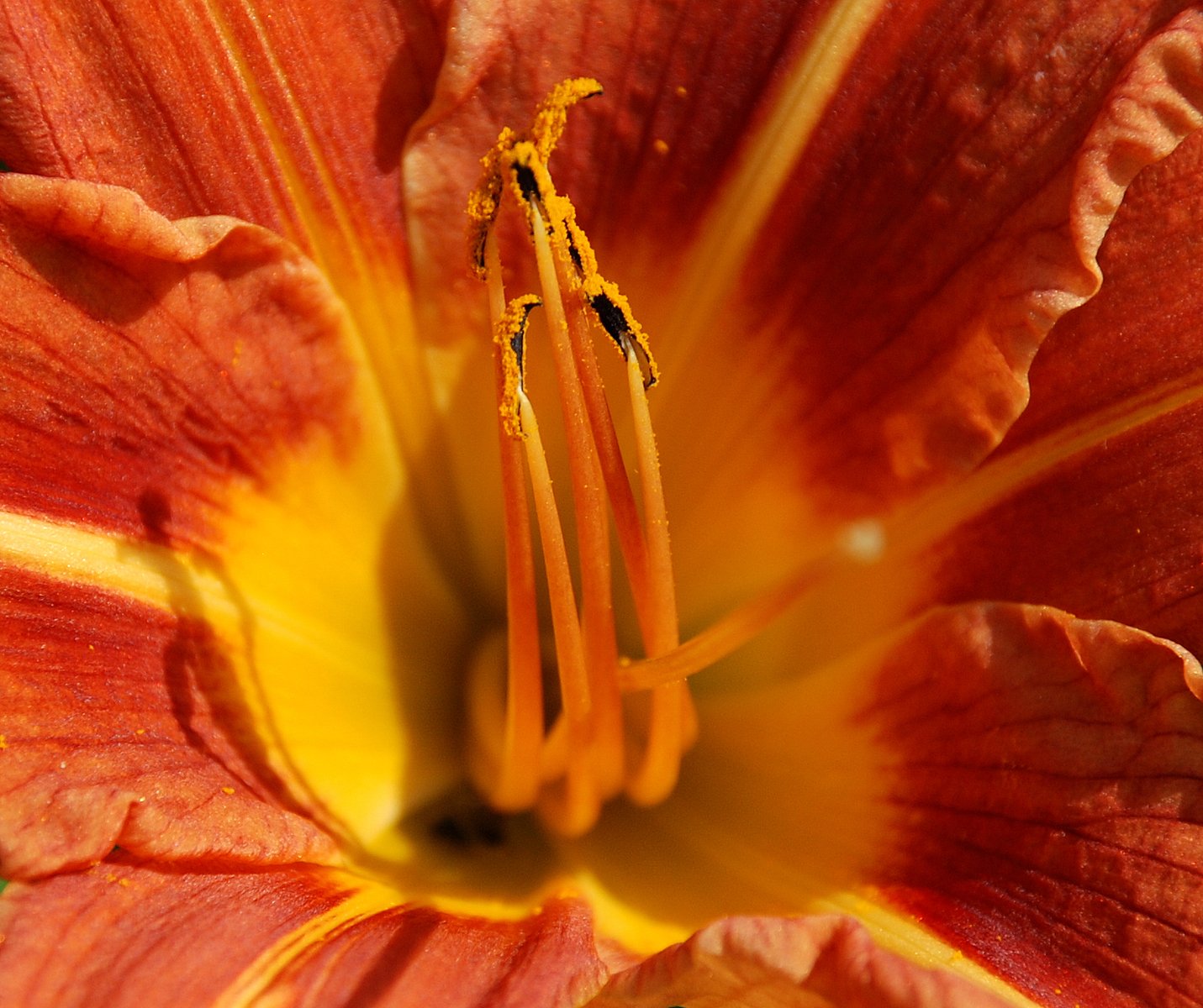 the inside of a orange and yellow flower