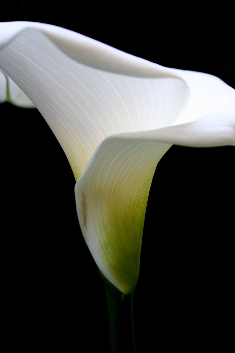 a white flower with black background in closeup