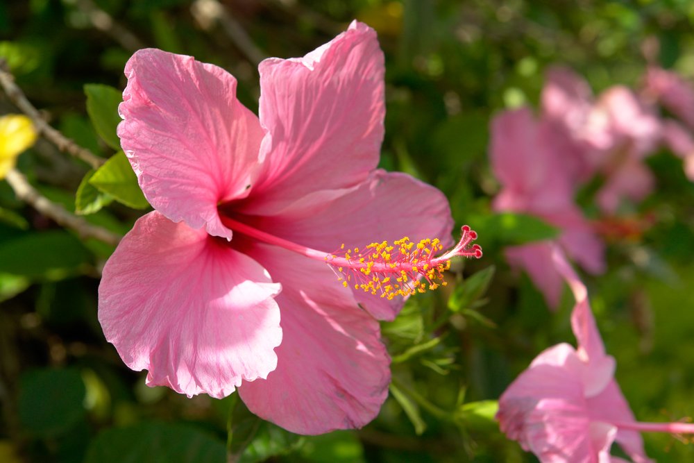 a pink flower is blooming in a garden