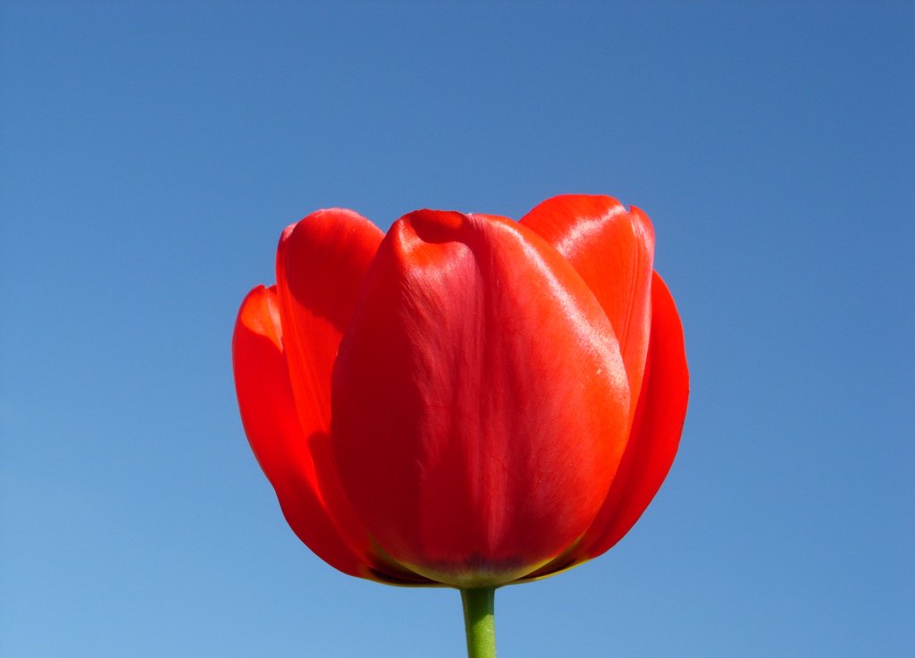 a single red flower blooming in the bright blue sky