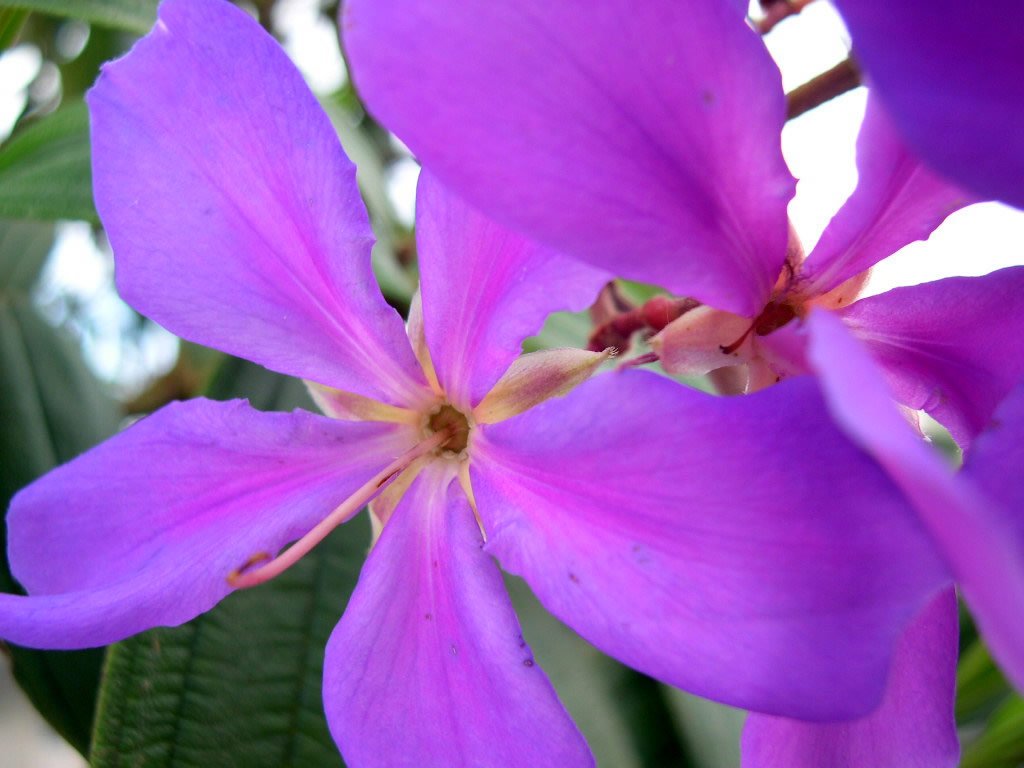 the purple flowers are in bloom and ready to be displayed