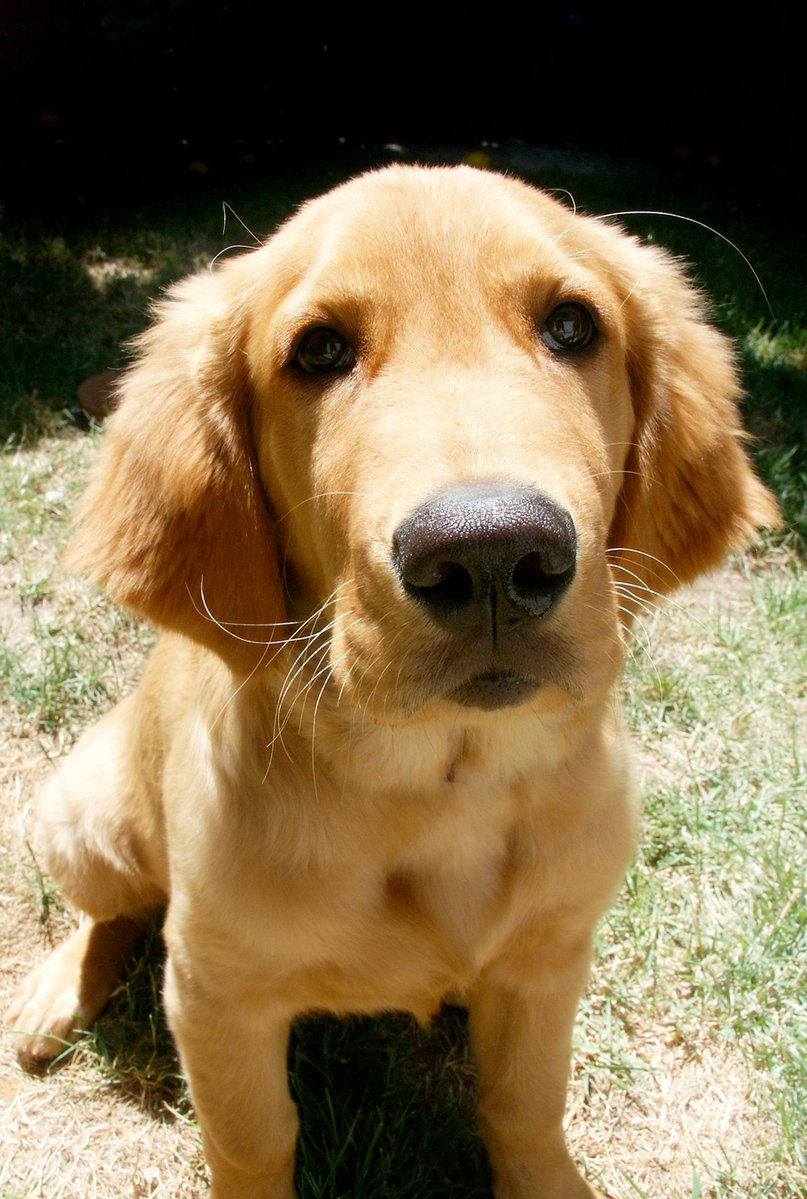 a close up view of a dog's face as he stands in the grass