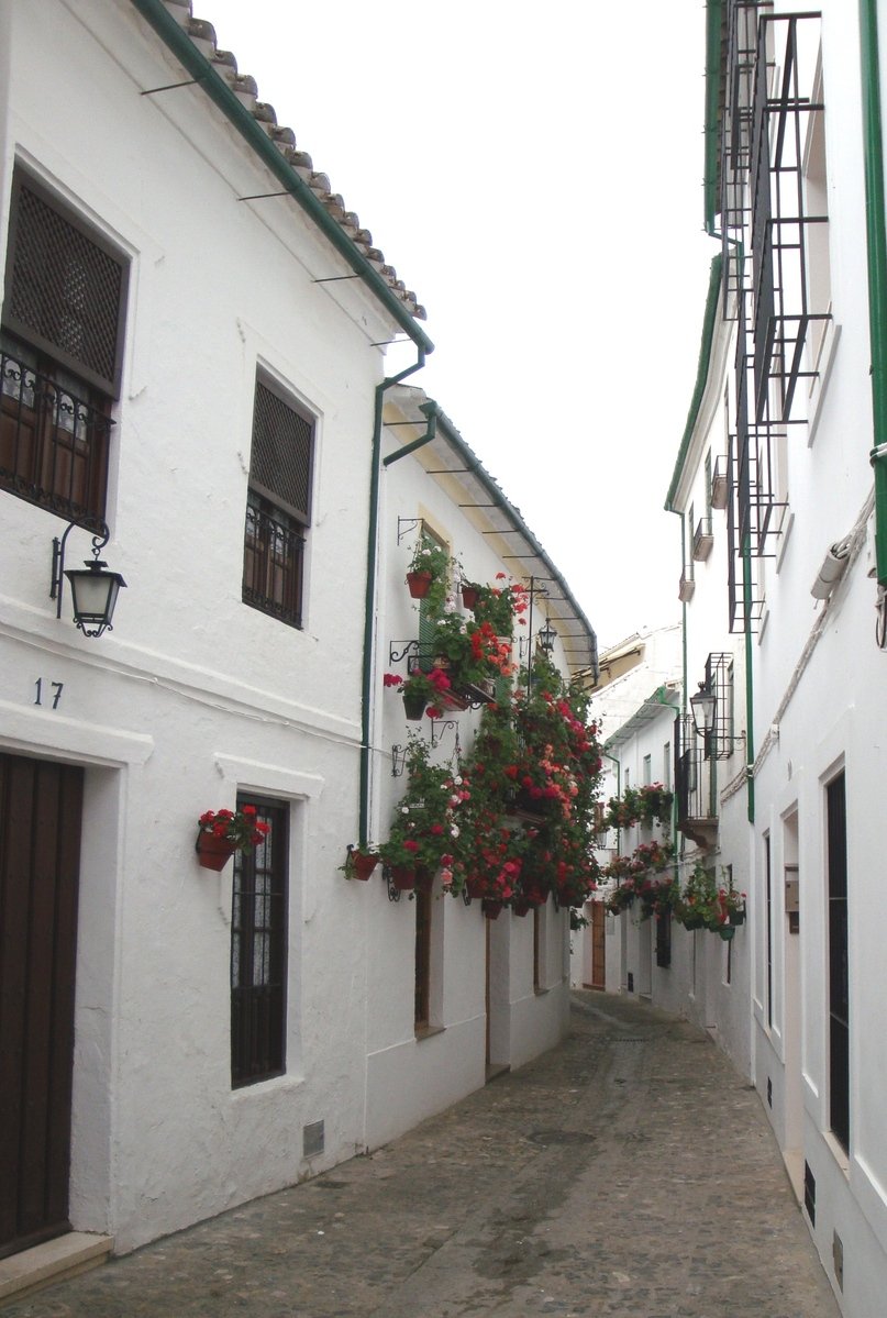 the empty alley is lined with roses and hanging from the buildings