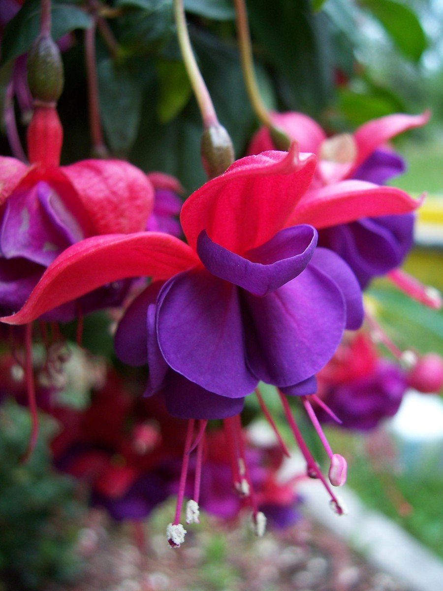 several purple flowers with red and purple petals