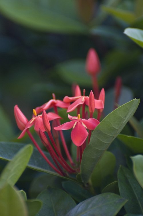 red flowers blooming on top of green leaves