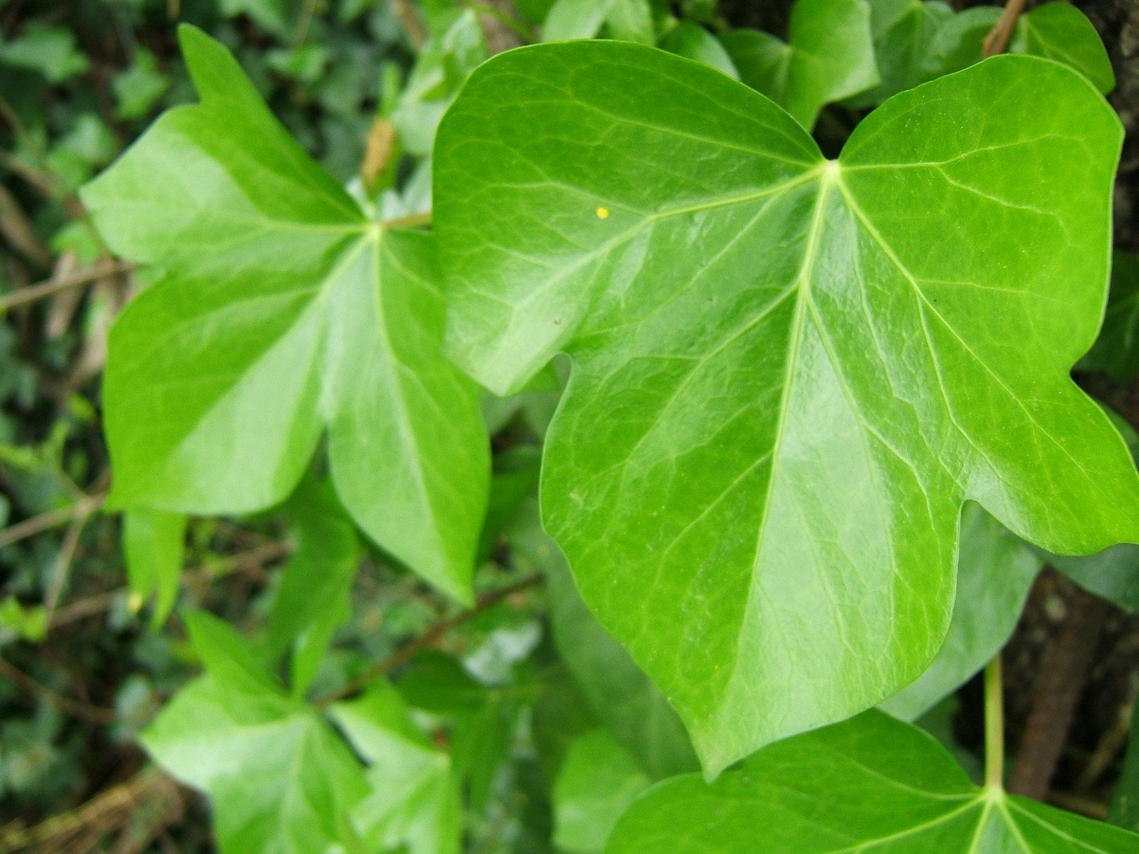 the large leaves of this plant appear to be green