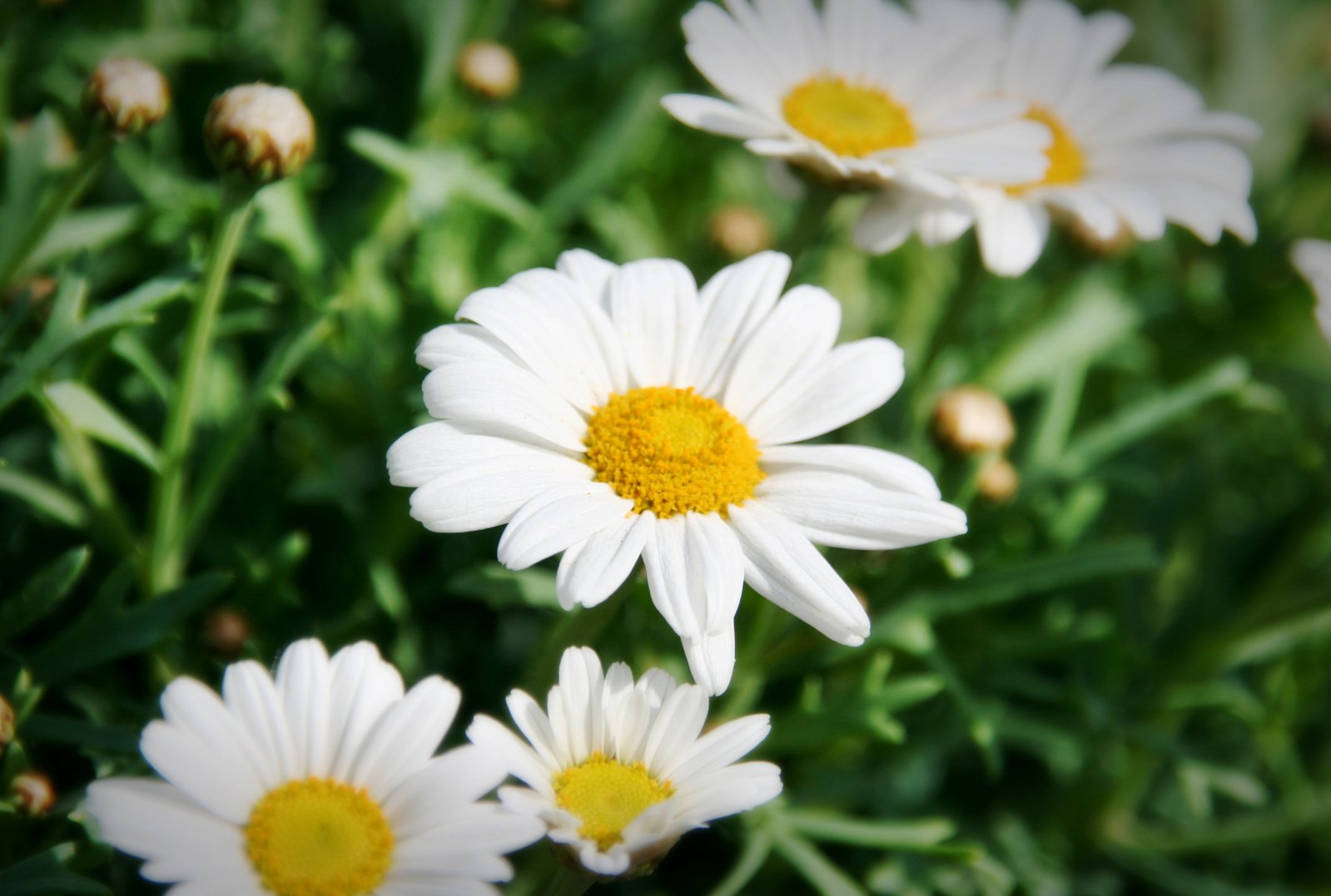 a lot of white and yellow daisies in the grass