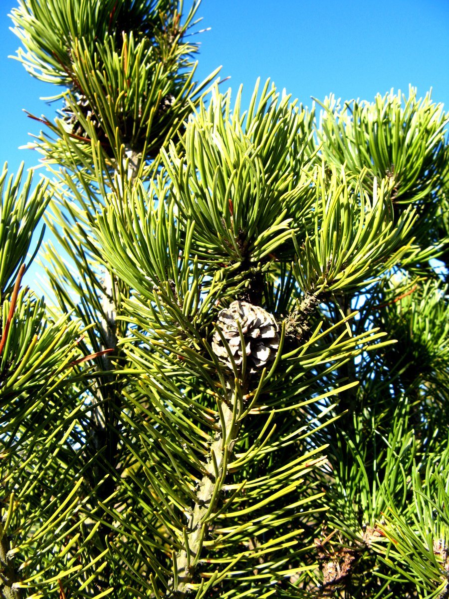 green pine cones hang on the top of a needles