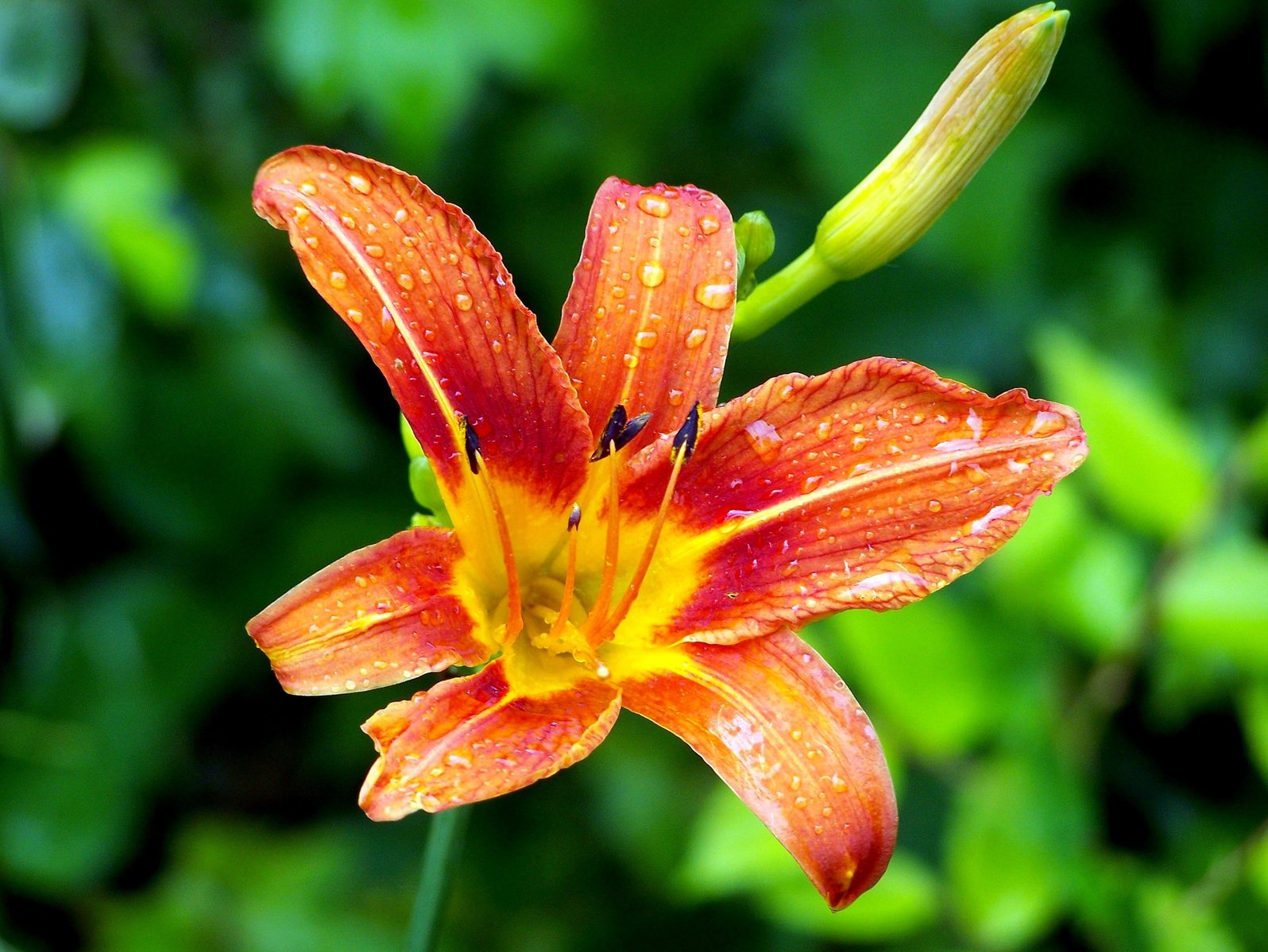 an orange flower has droplets of water on it