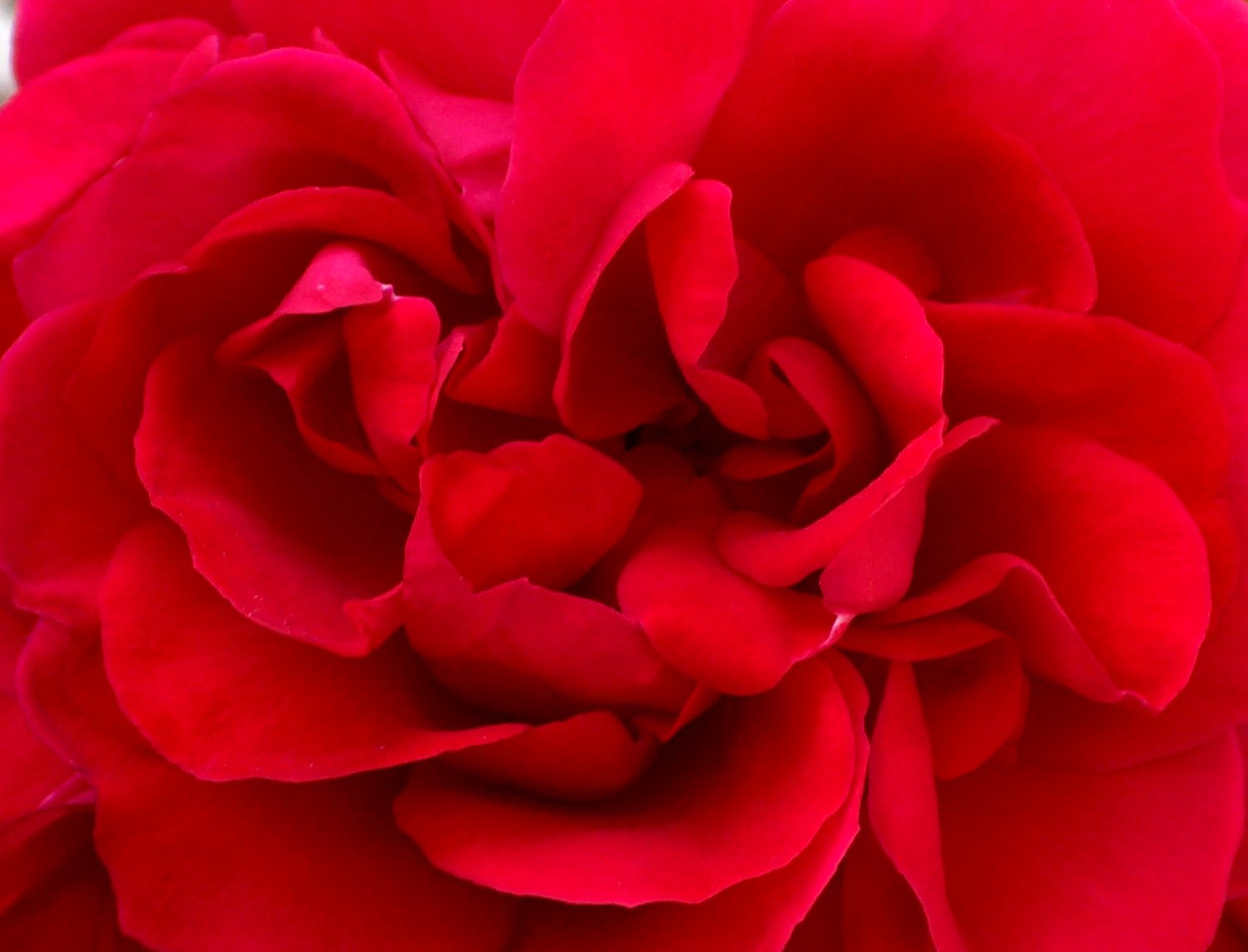 a close up of a large red rose