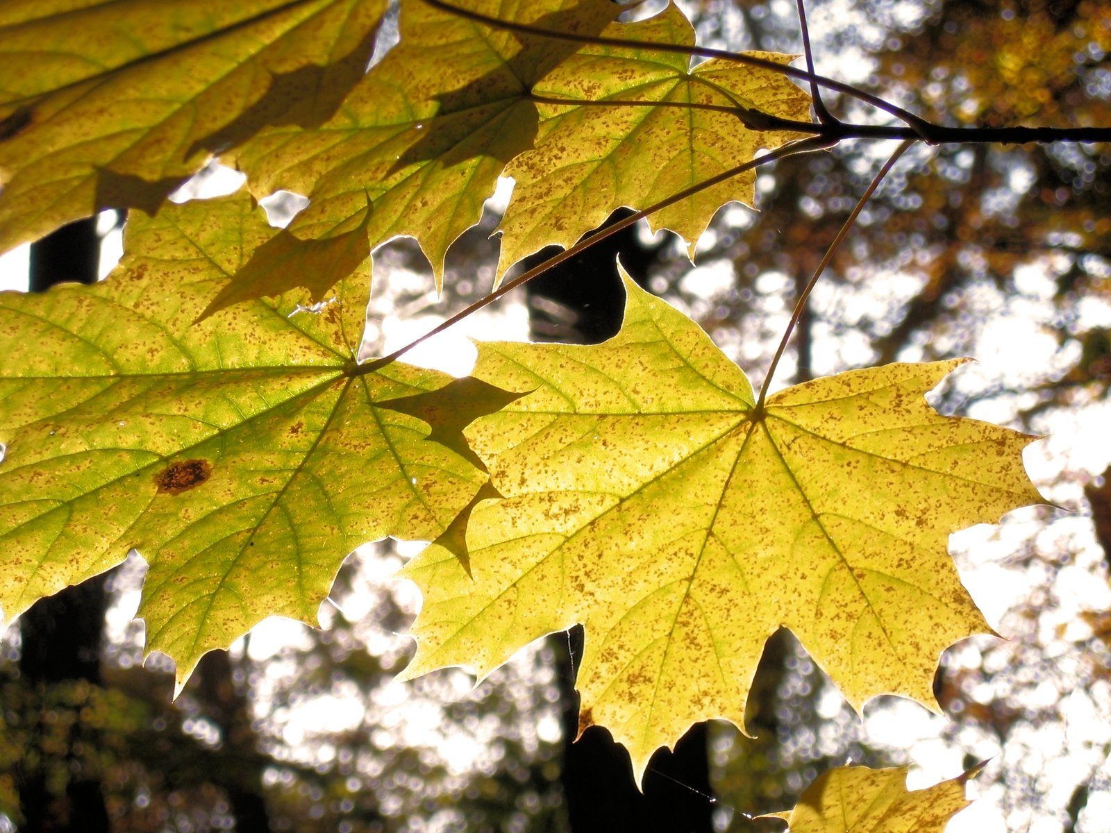 an autumn leaves is hanging on a nch