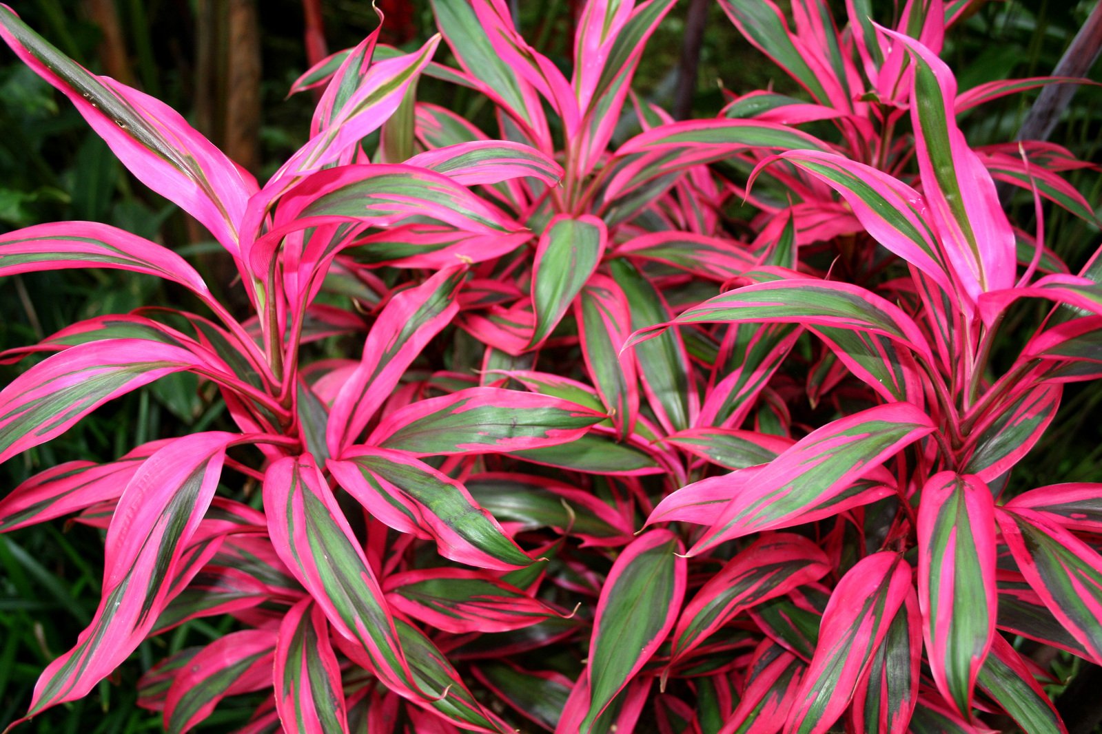 a bright pink plant with green and red leaves