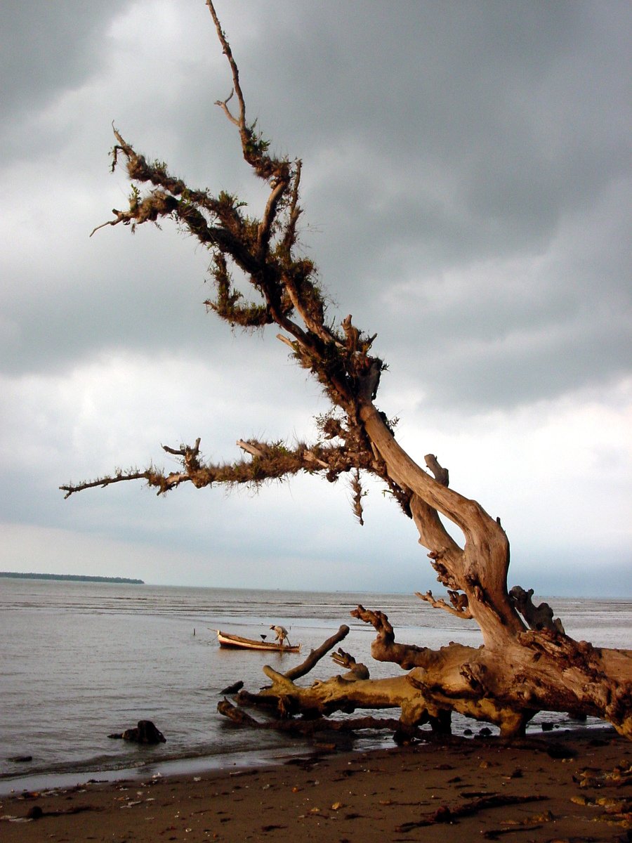 an old tree that is on the beach by water