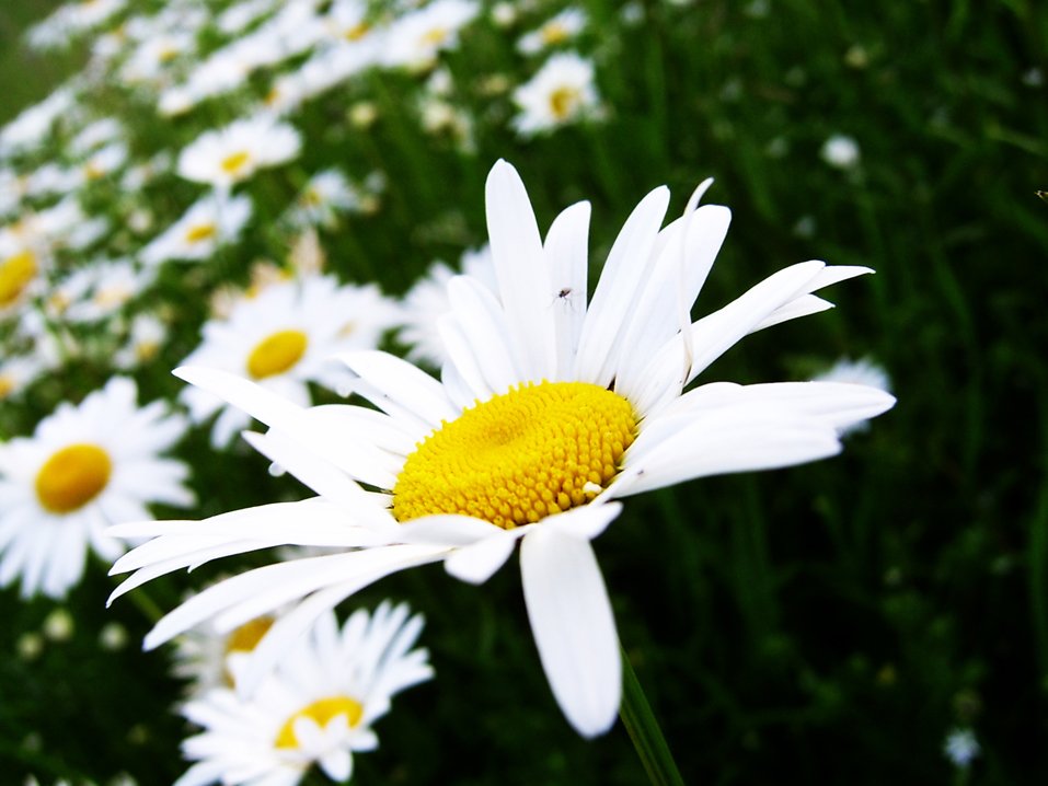 some white and yellow flowers by some grass