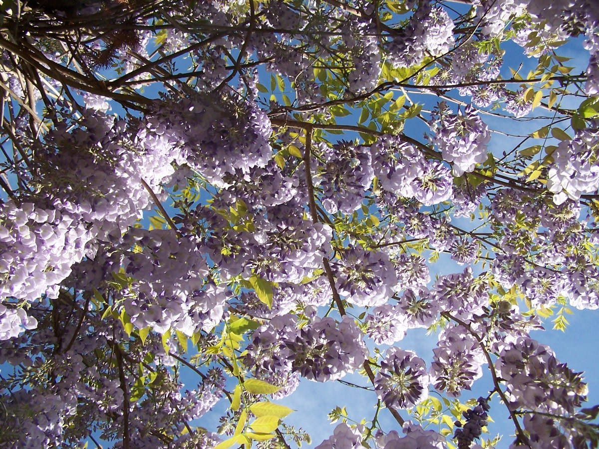 purple flowers blooming in a green tree