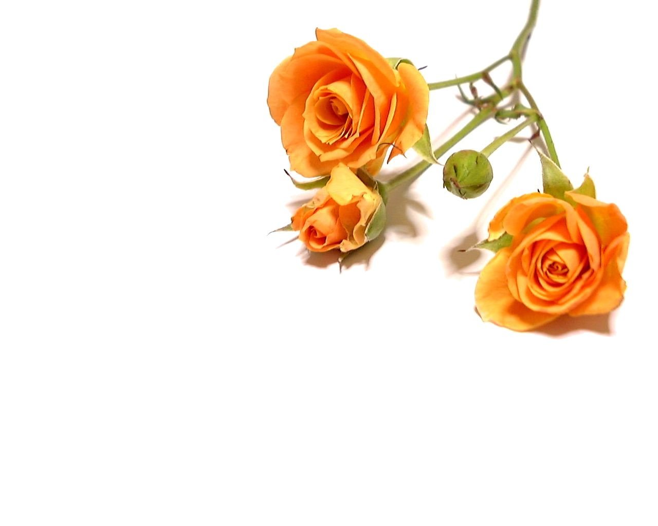 three orange roses, with long stem and two smaller ones