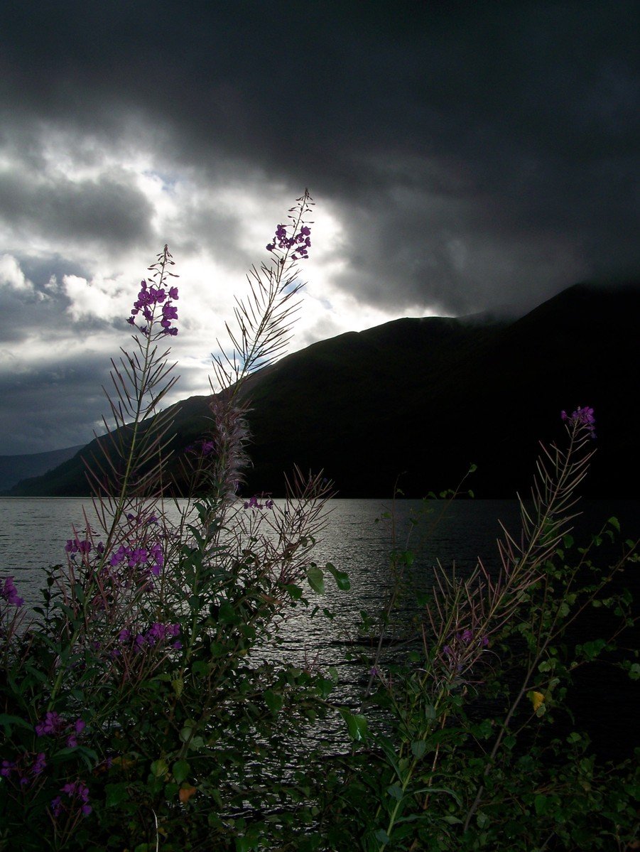 purple flowers in the foreground and dark clouds, with a view of mountains to the right of them