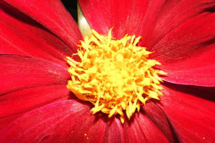a bright red flower with yellow stamen and center