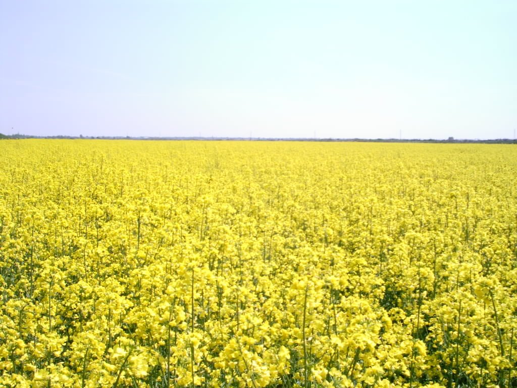 a large field of yellow flowers under a clear blue sky