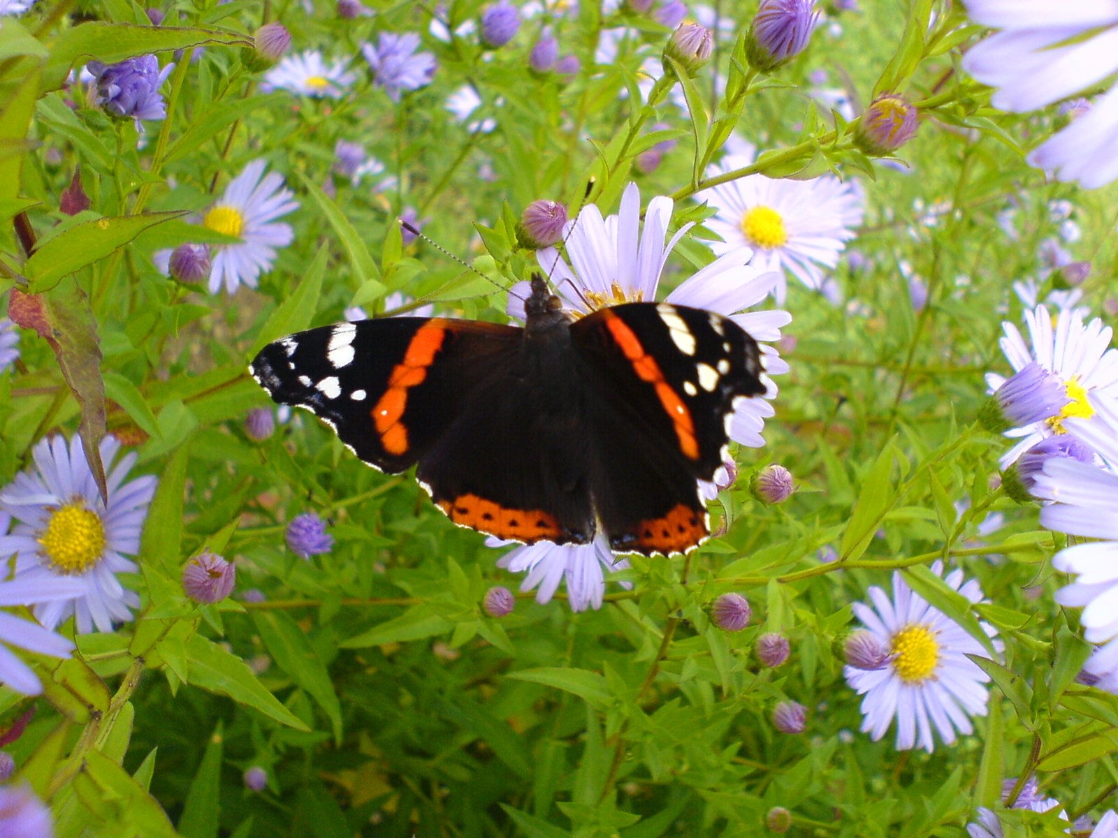 an orange, black, and white erfly on some blue flowers