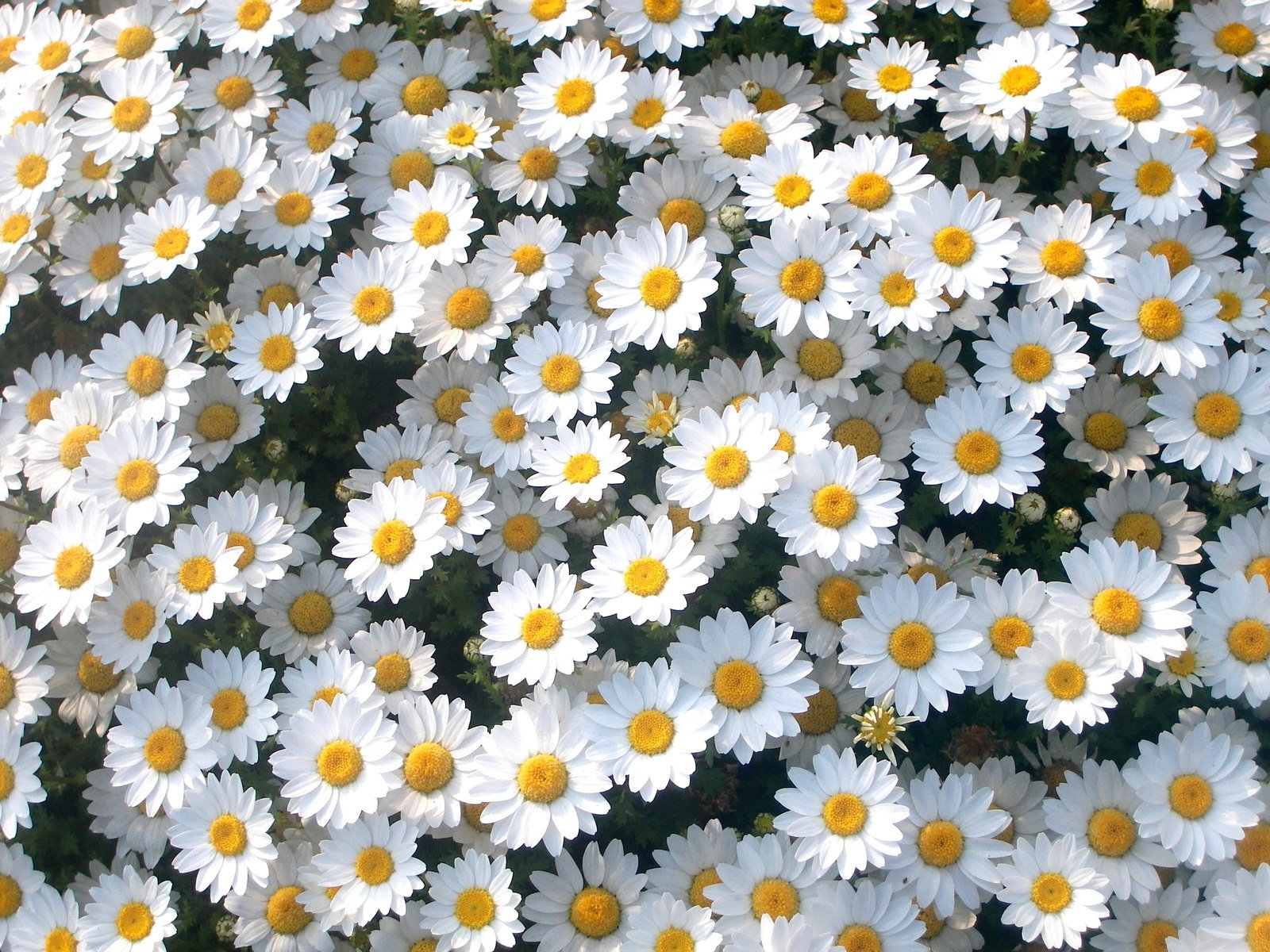 the flowers have many yellow petals in them