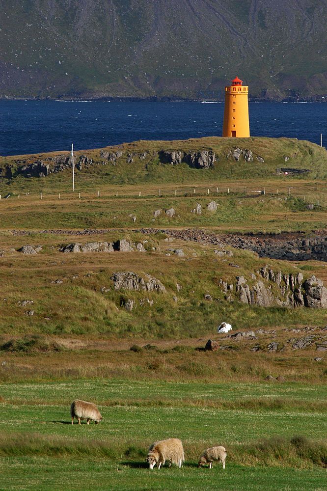 sheep grazing on grass next to a bright yellow light house