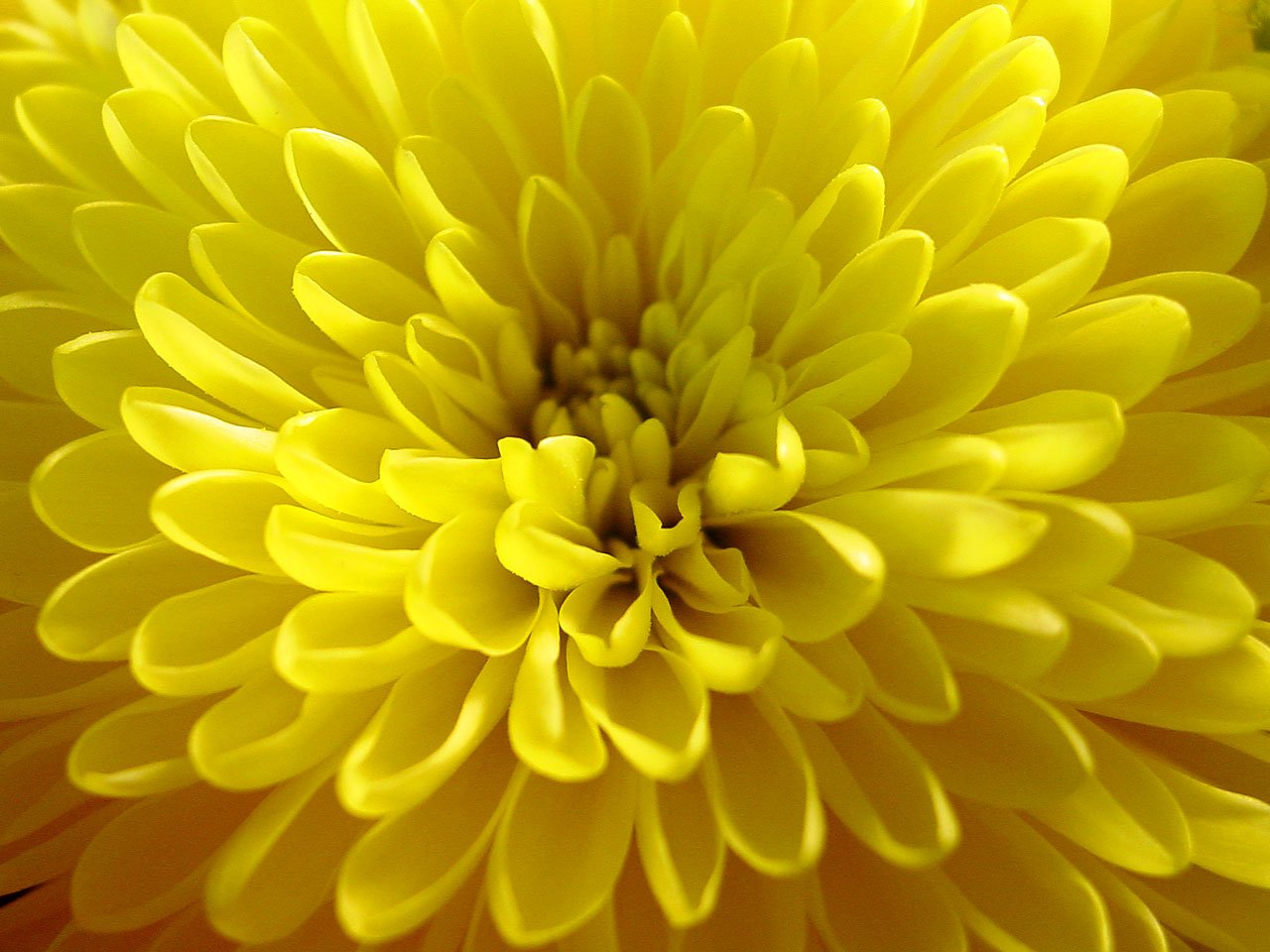 a yellow flower is close up on the petals