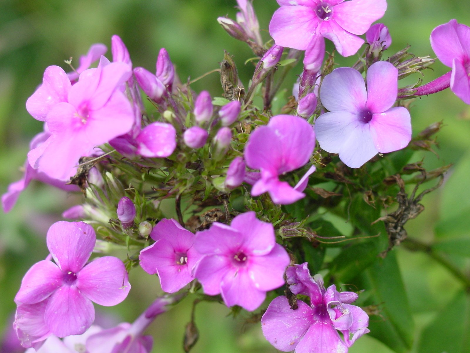 several flowers are blooming in a vase on a table