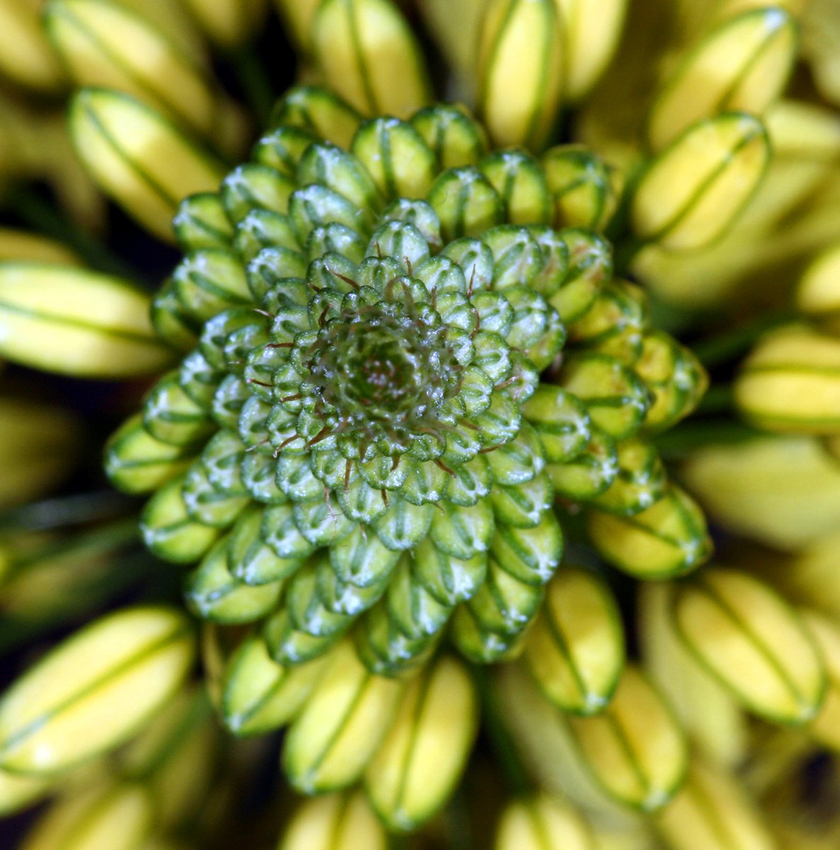 a top down view of a very close up of bananas