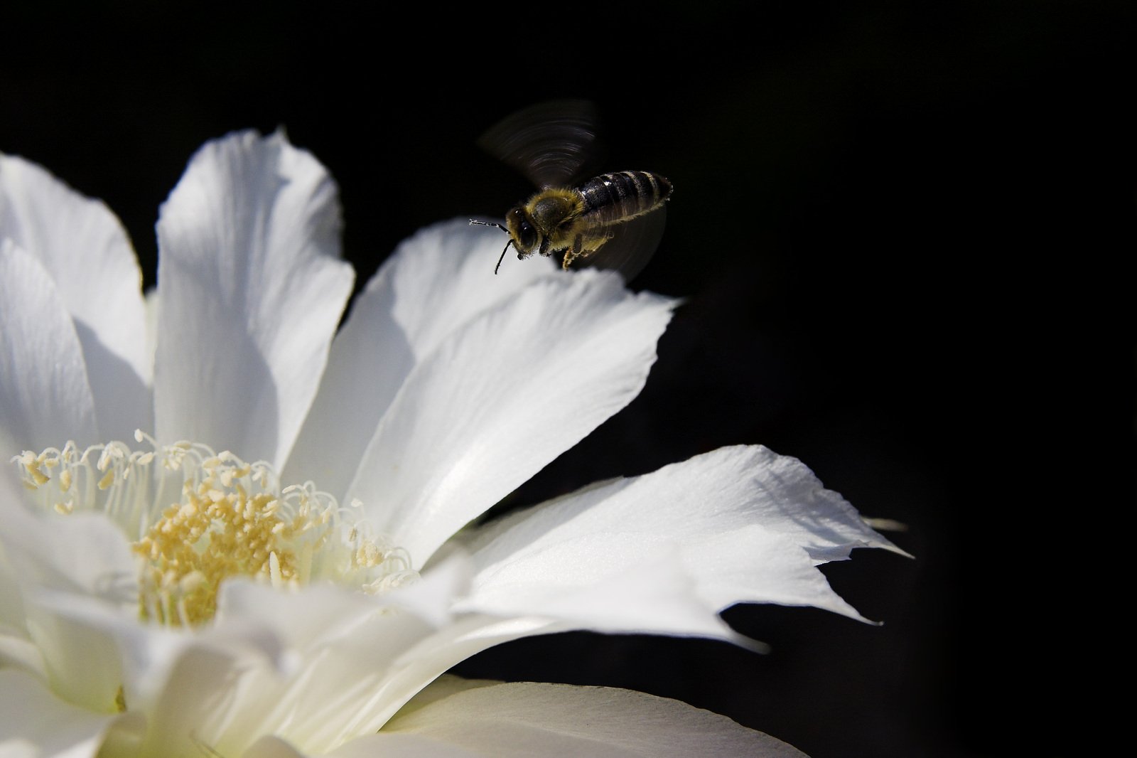 a bee on top of a flower and flying away