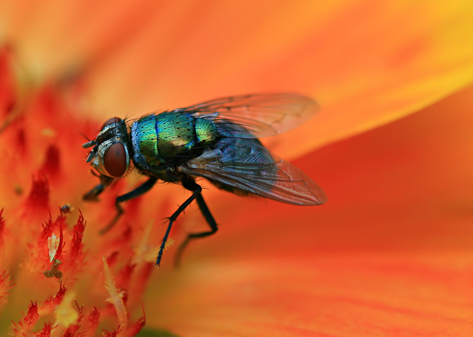 a close - up of the head and wing of a fly sitting on a flower