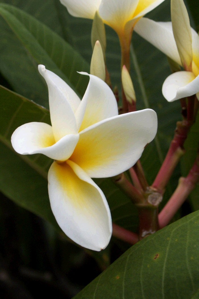 white flowers with yellow centers are growing on the tree