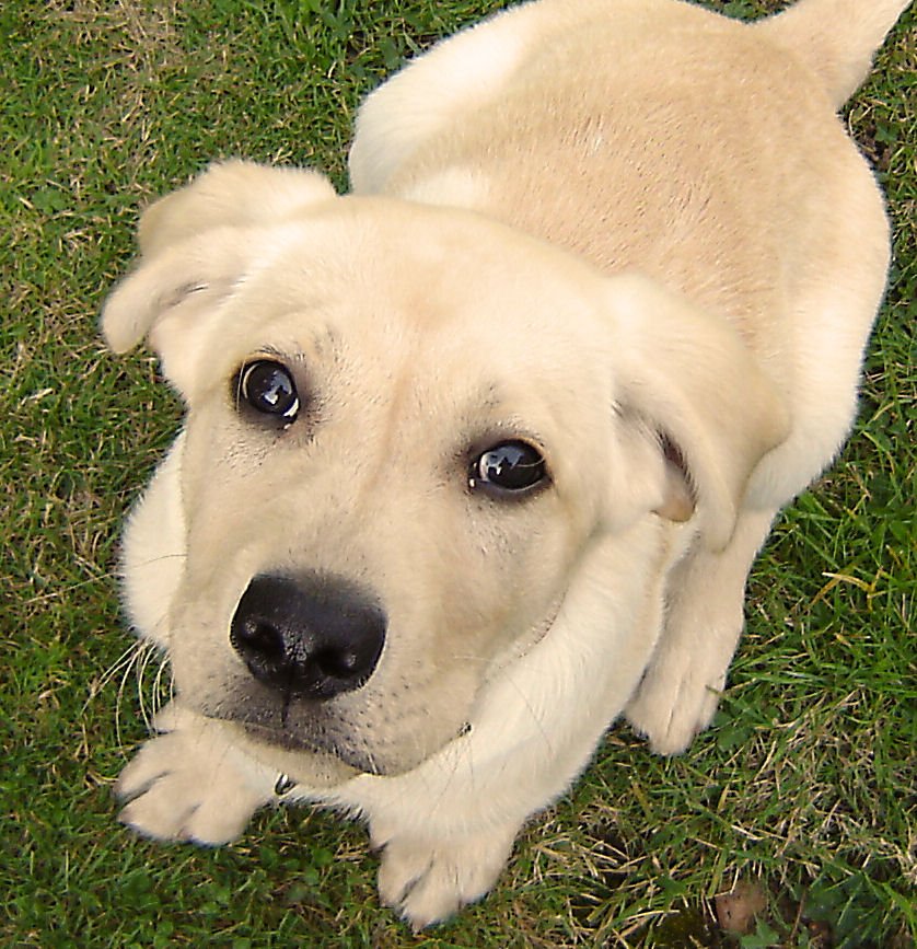 a dog with its tongue out lies on the ground