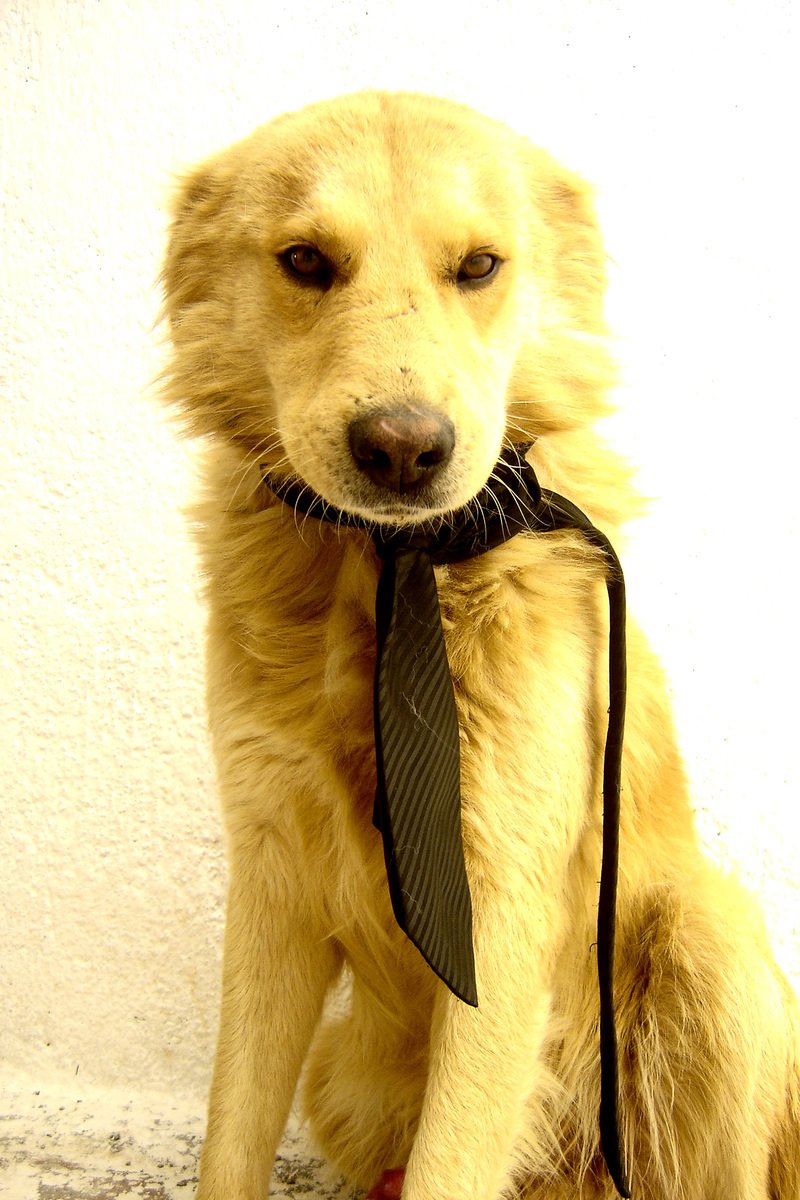a dog wearing a tie outside, staring to its left