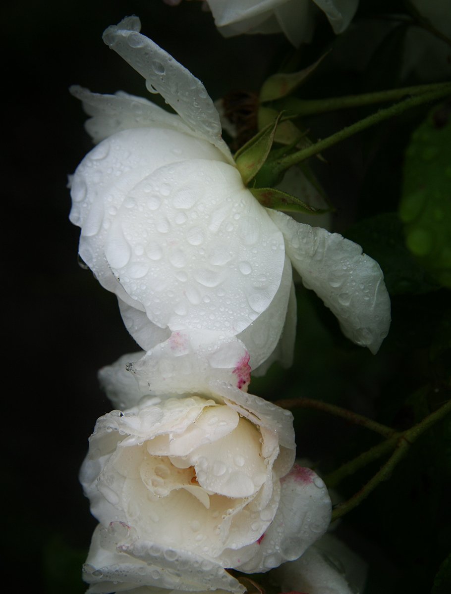 some white flowers with water drops on them