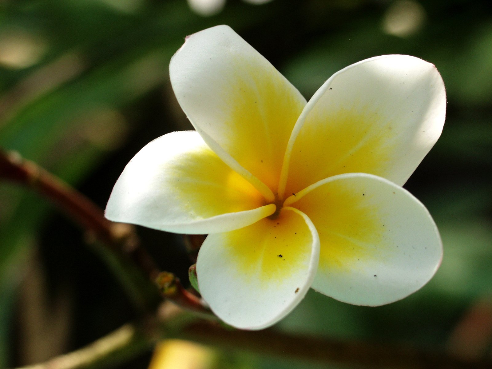 a yellow flower with white petals sits on a nch