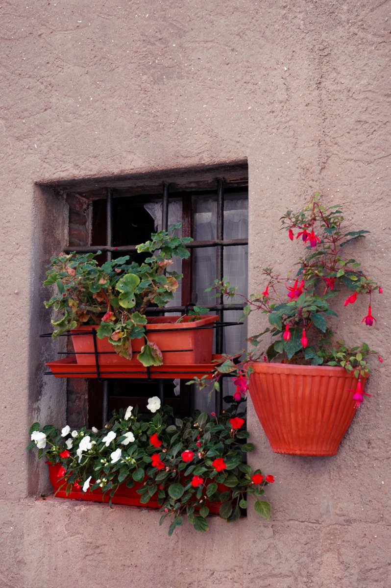 two large pots of plants near an open window