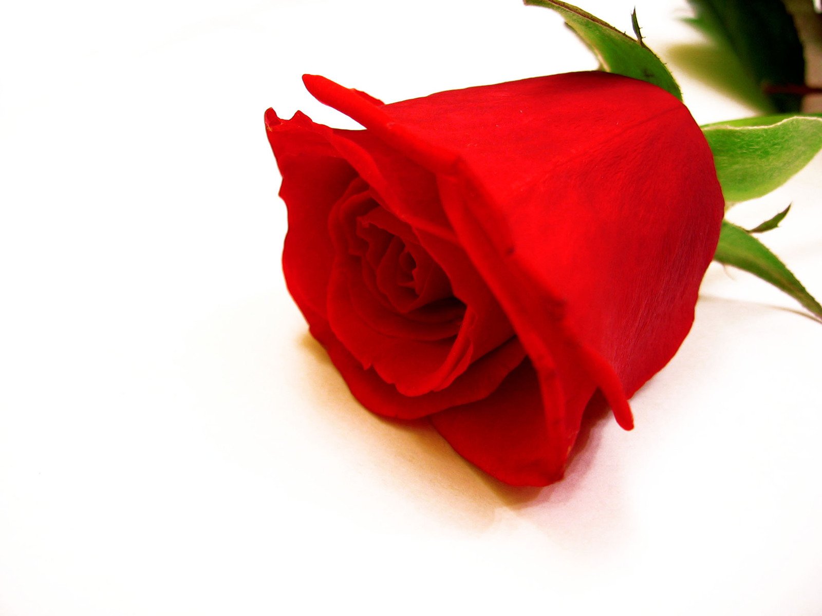 a single red rose sitting on the ground