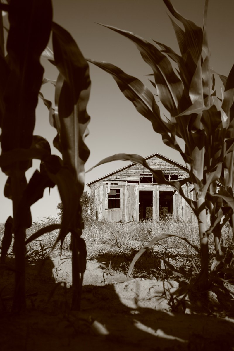 a house sits behind the corn stalks