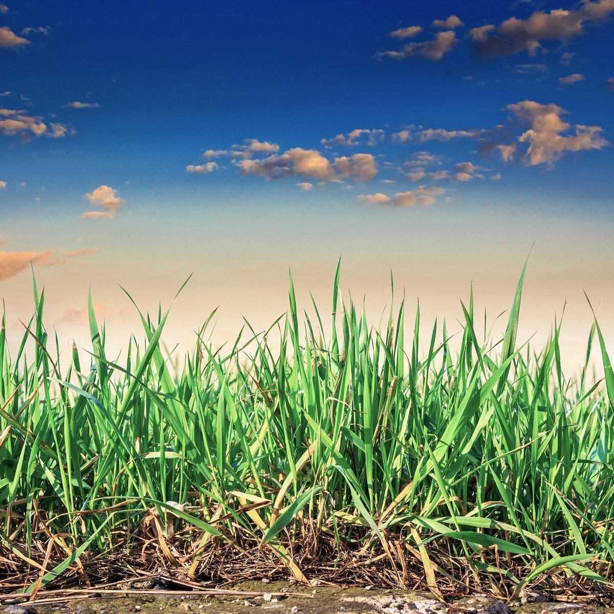 a green field is shown with blue sky in the background