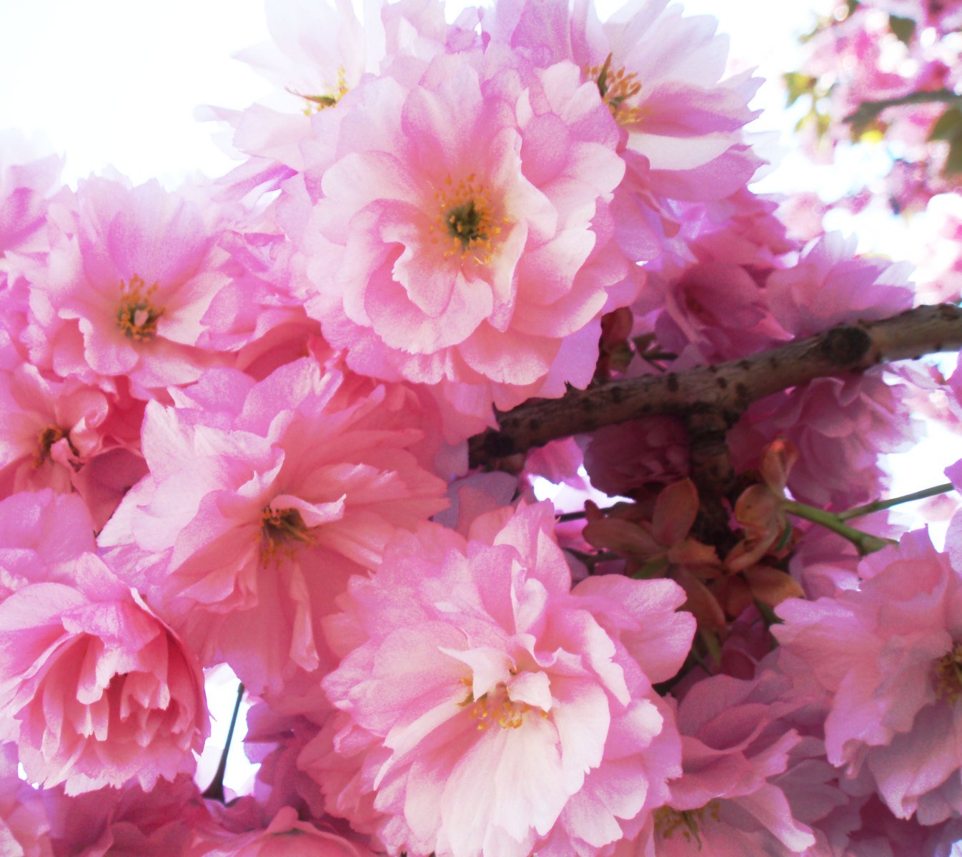 pink blossoms in bloom, with sunlight in the background