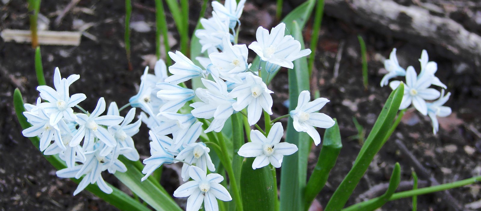 some pretty flowers in the middle of the ground