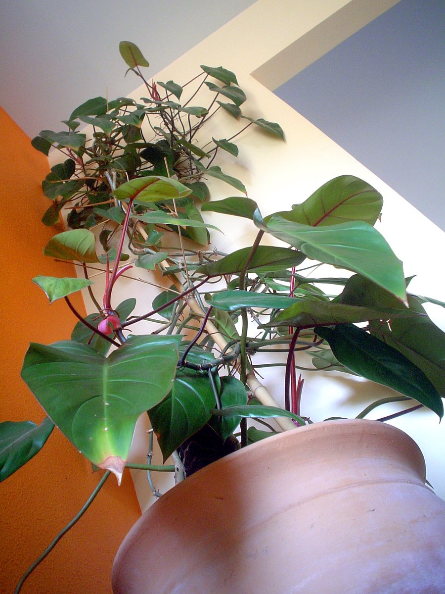 plant growing from large pot in residential room