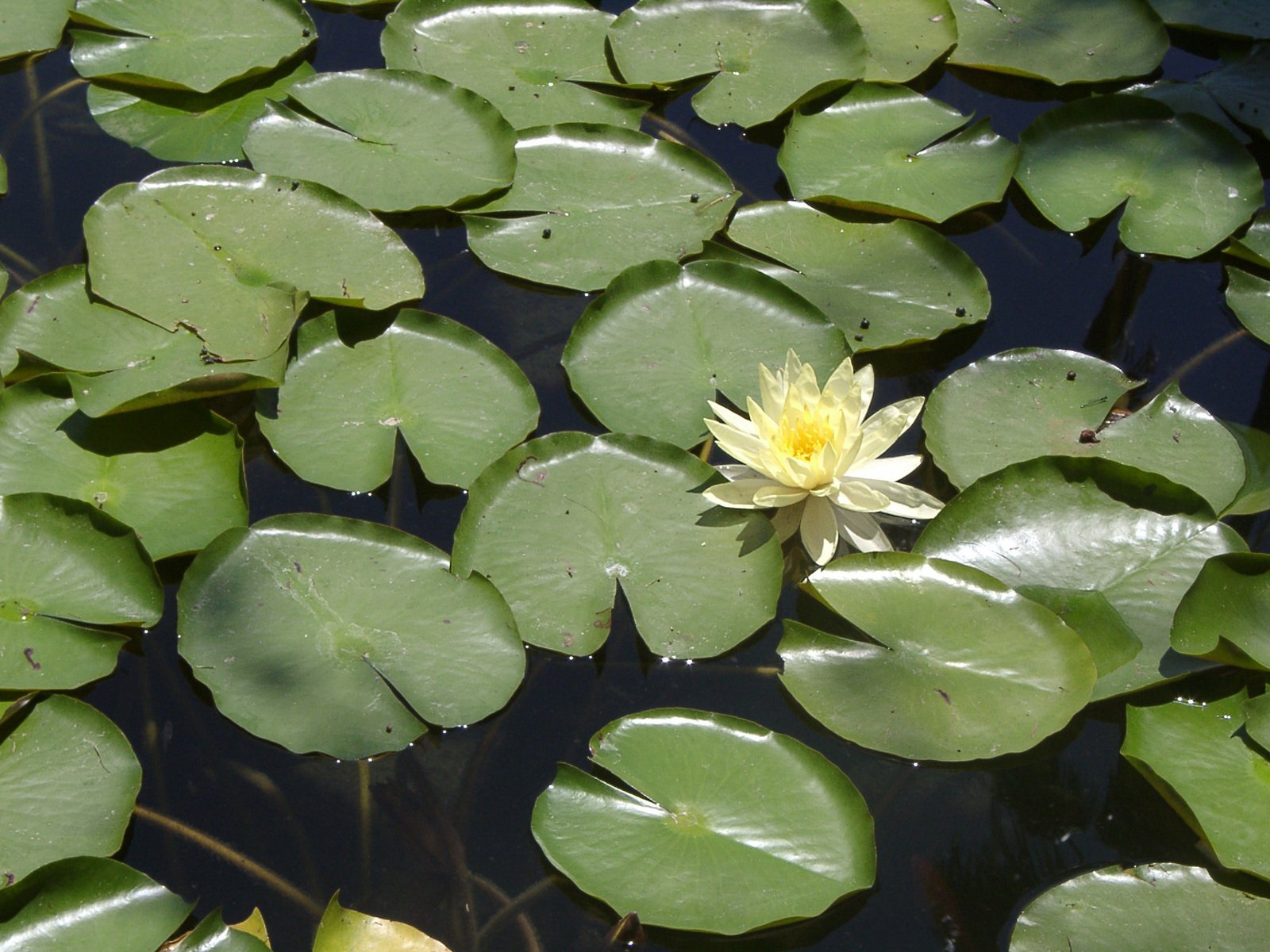 white lily paddling on water in a pond