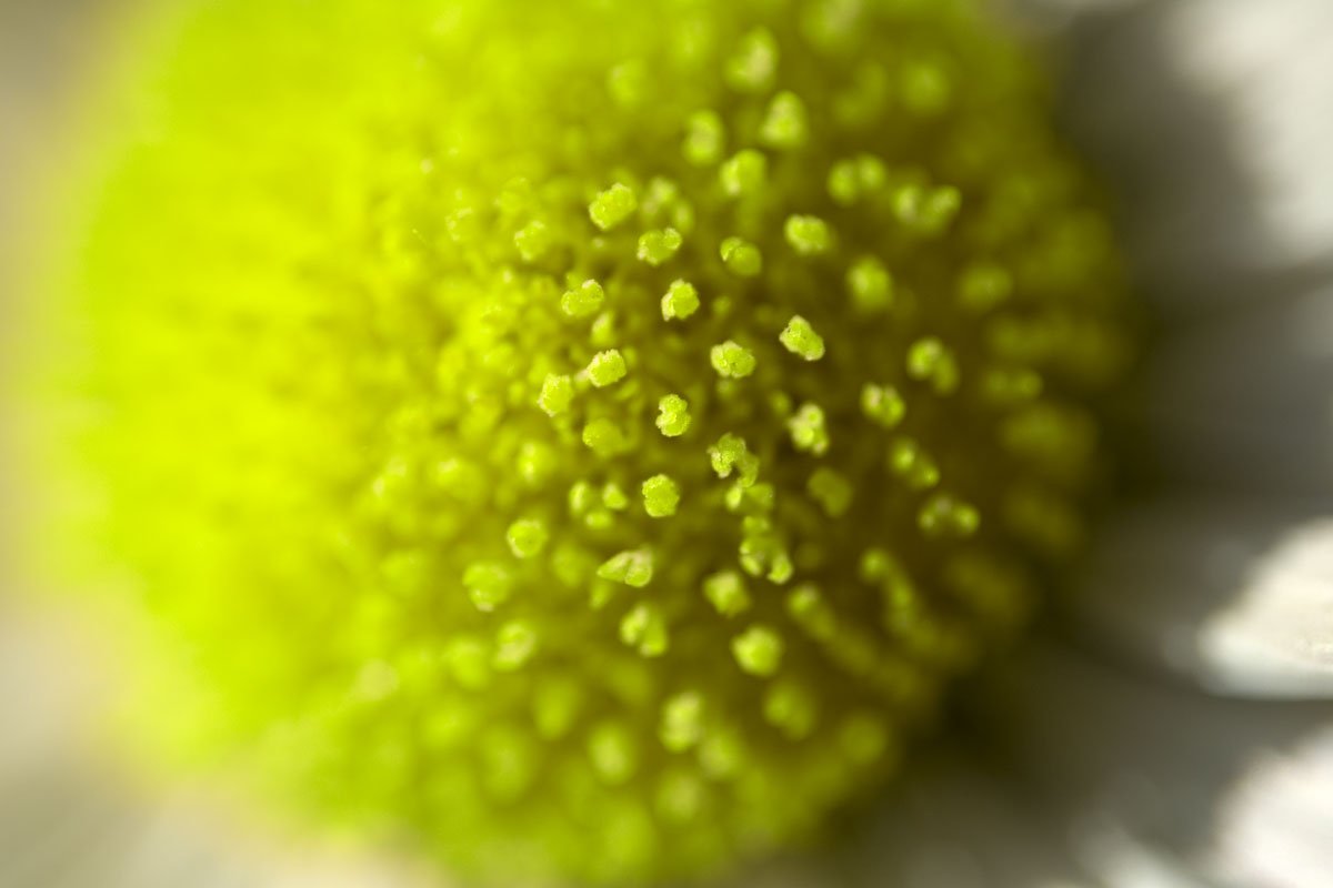 closeup of the center of a flower that looks as though it are from an up angle