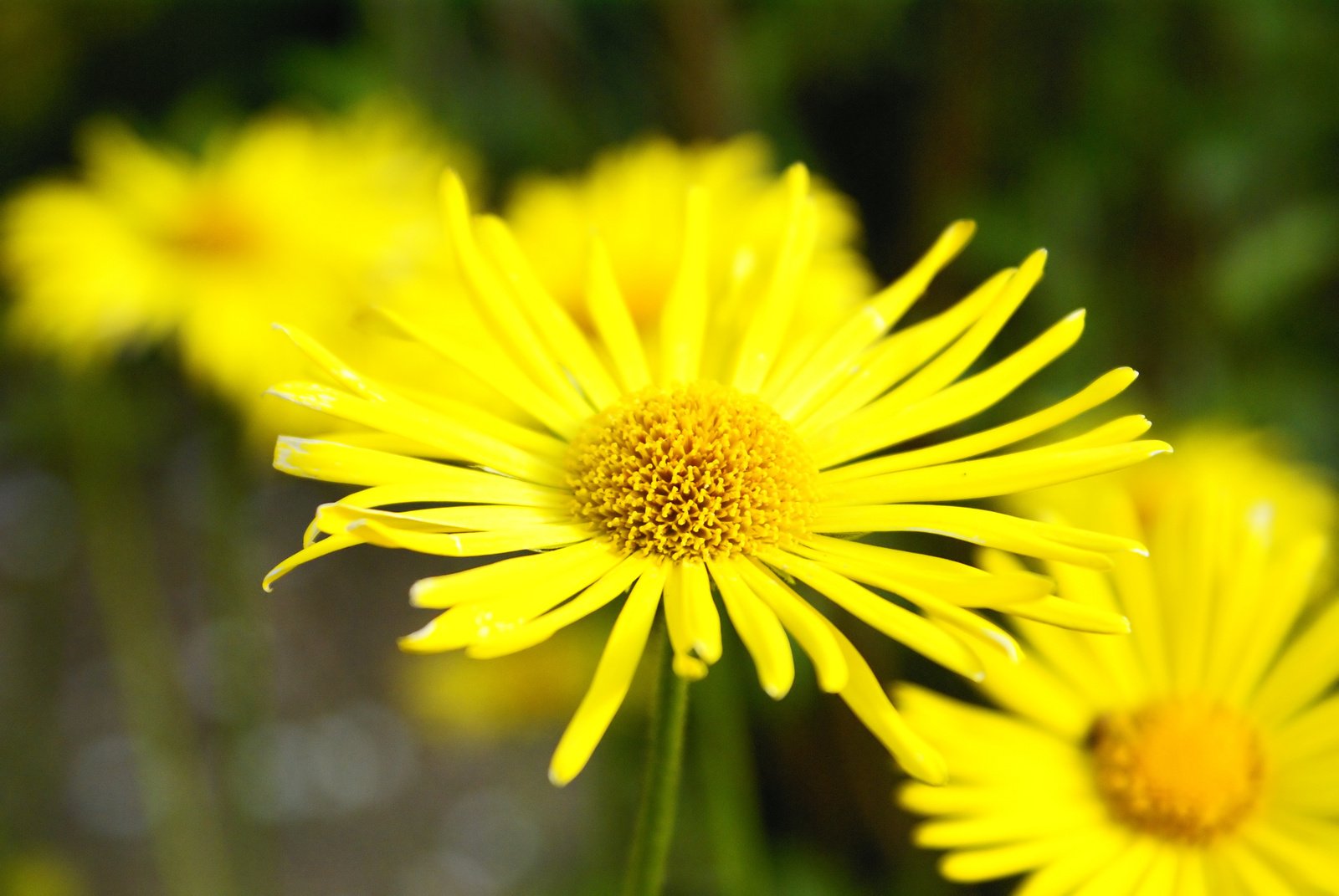 yellow daisies in front of blurry background