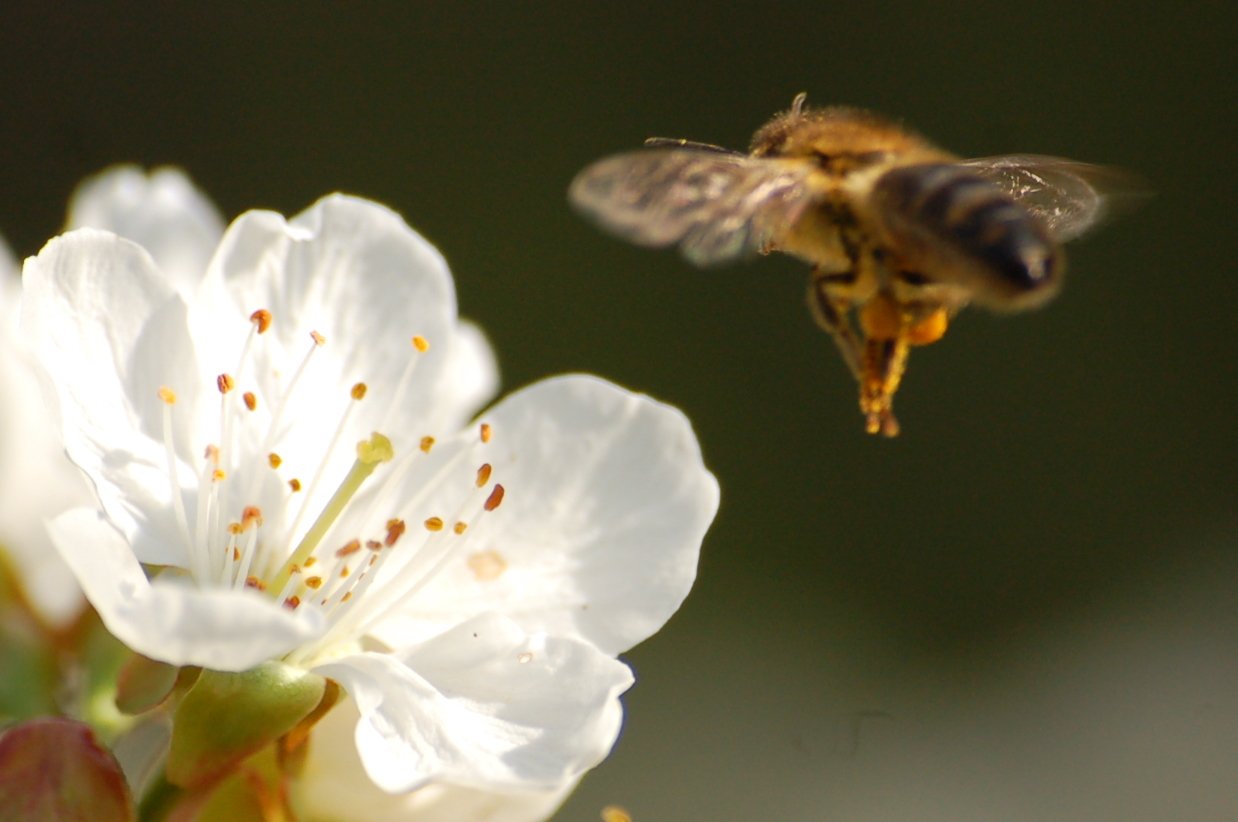 a bee hovers above a flower with its wings spread